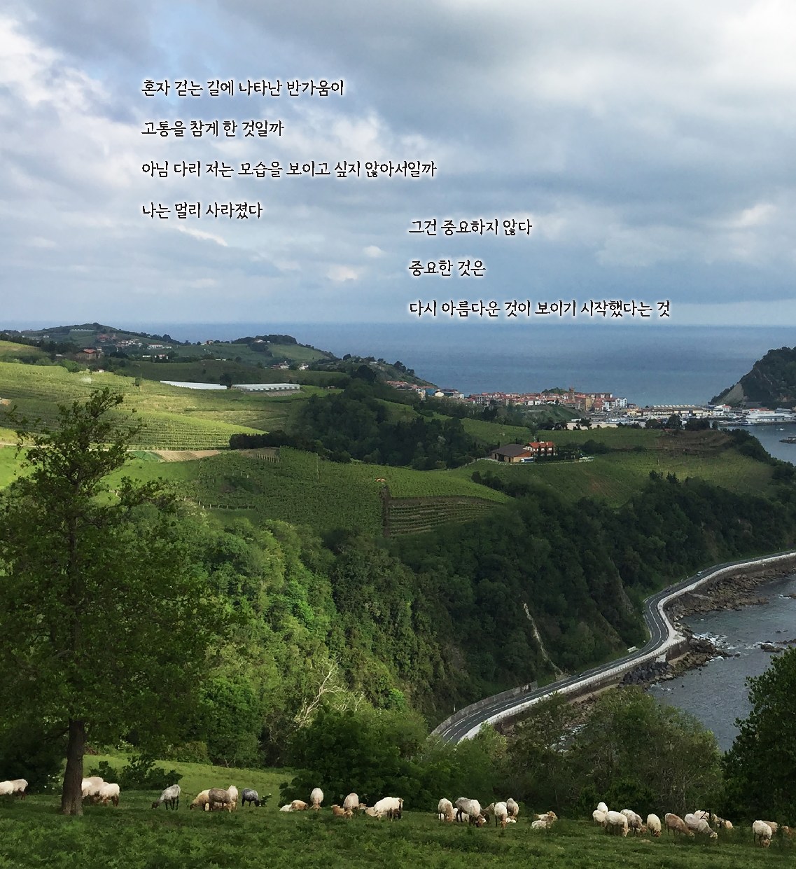 산티아고 북쪽 길의 초록 언덕과 바다가 담긴 책의 사진 페이지